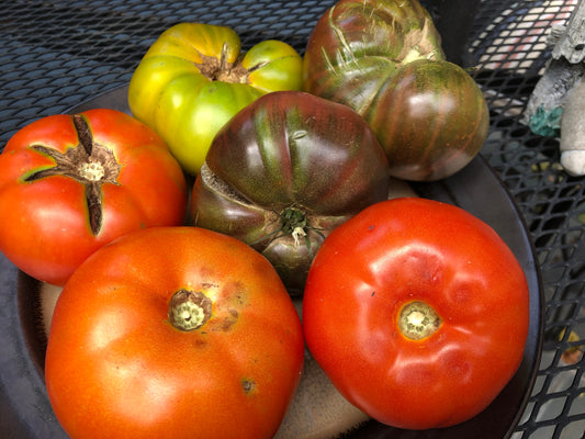 Tomatoes - good for your skin?